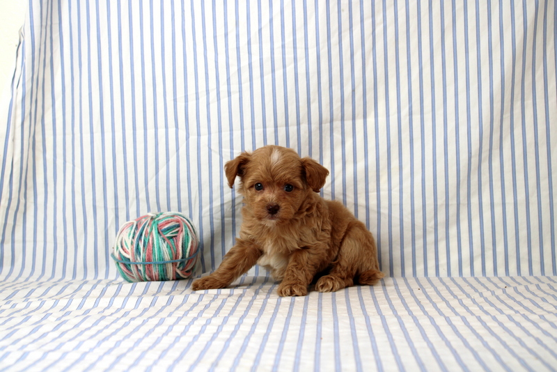puppy, for, sale, Shi Poo, Matthew B. Stoltzfus, dog, breeder, Gap, PA, dog-breeder, puppy-for-sale, forsale, nearby, find, puppyfind, locator, puppylocator, aca